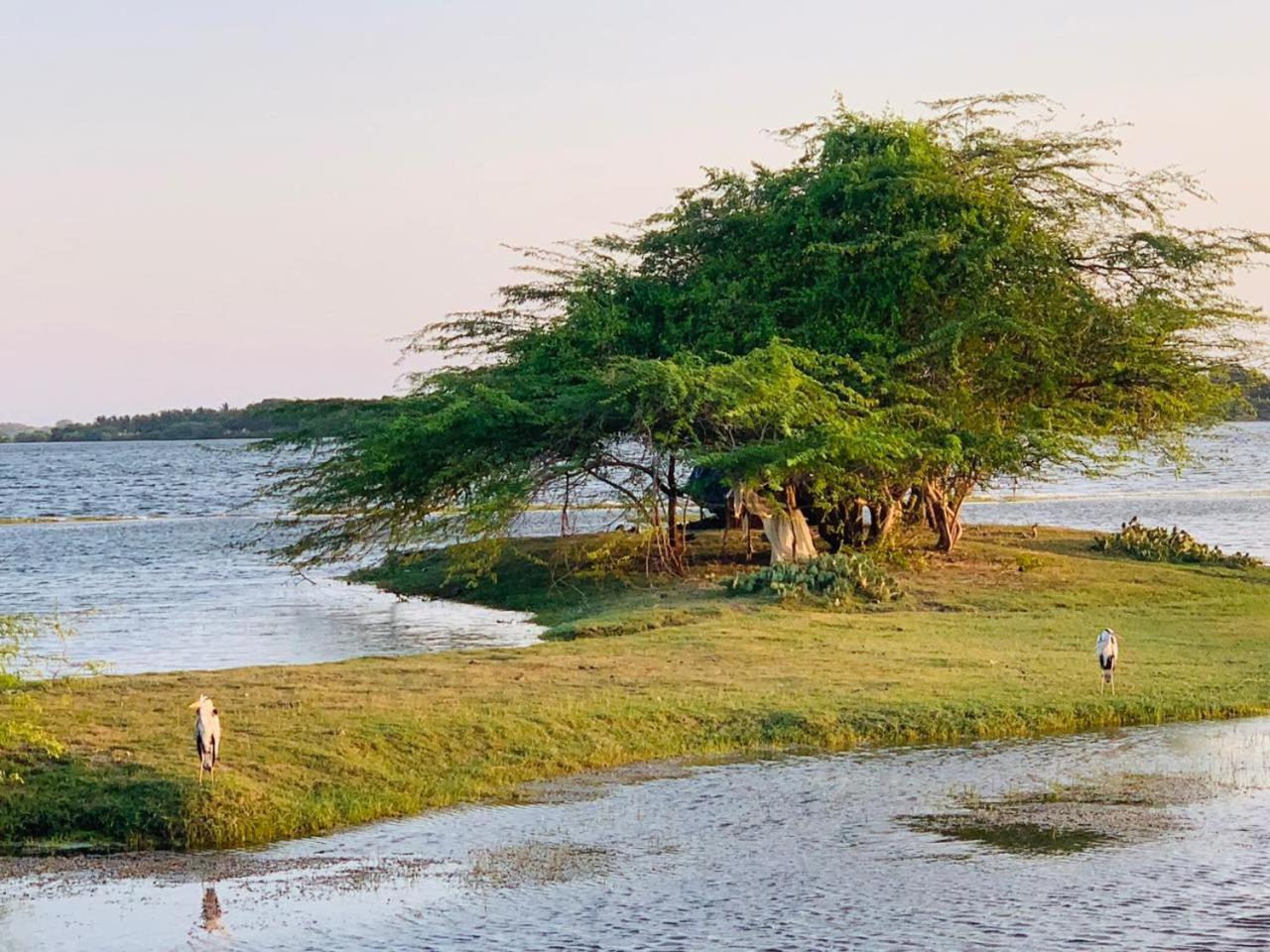 Yala Wild Hut - Yala Hotell Tissamaharama Eksteriør bilde